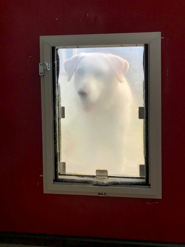 Pet door installation service
