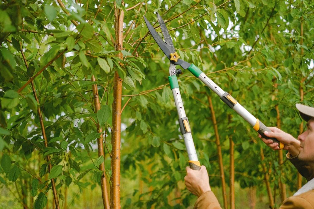 Tree Trimming & Pruning Service