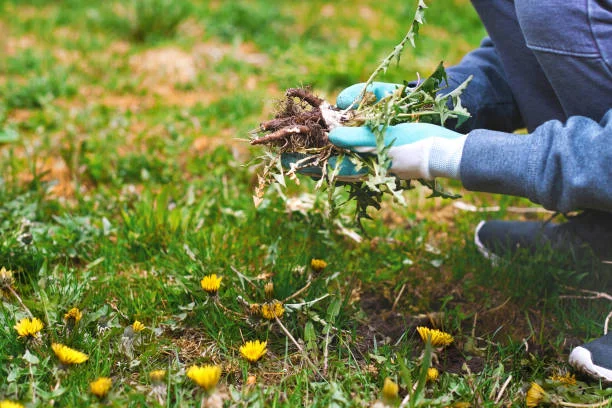 Weed Control Service